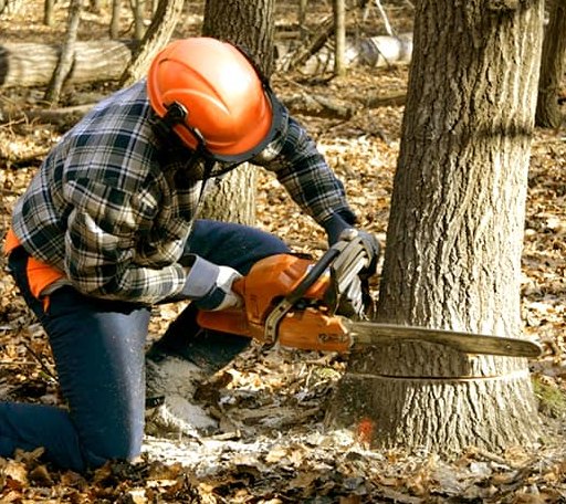 Tree Removal in Hutchinson, KS